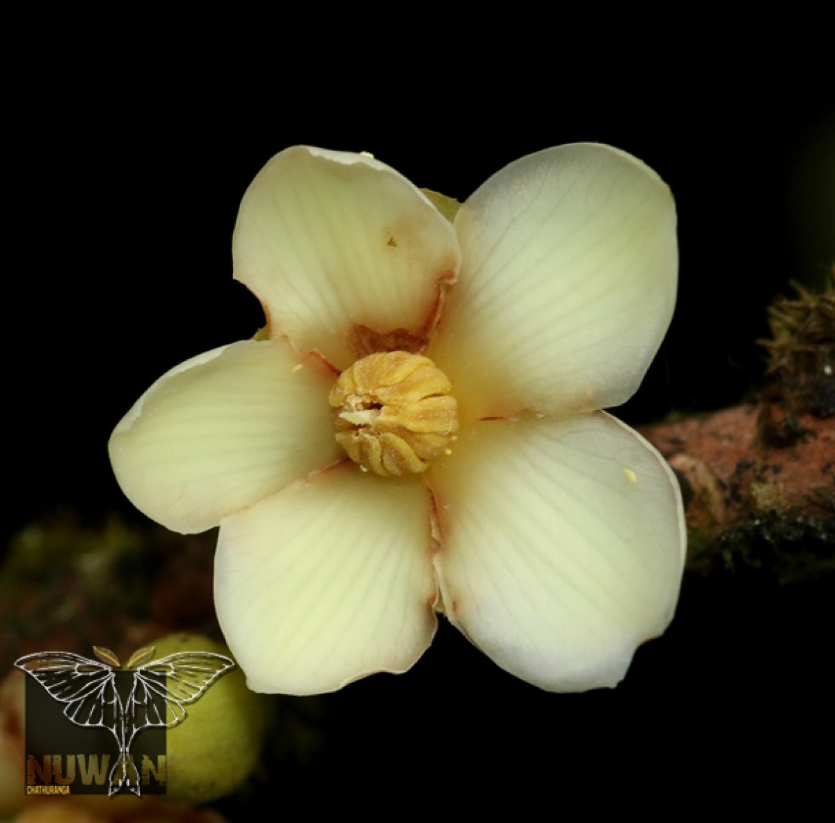 Stemonoporus rigidus Thwaites